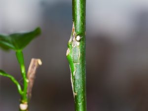 Mga pamamaraan sa paghugpong ng lemon sa bahay