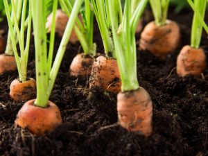 Comment éclaircir les carottes