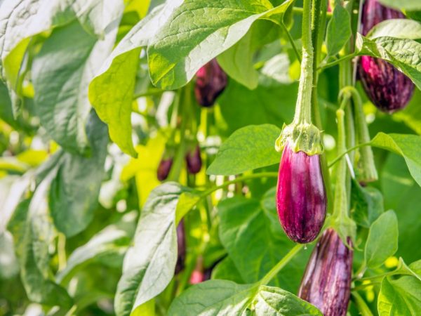 Ang mga eggplants ay hindi nangangailangan ng kurot