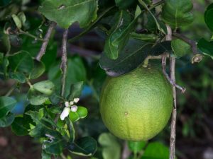 Lumalagong pomelo mula sa isang bato sa bahay