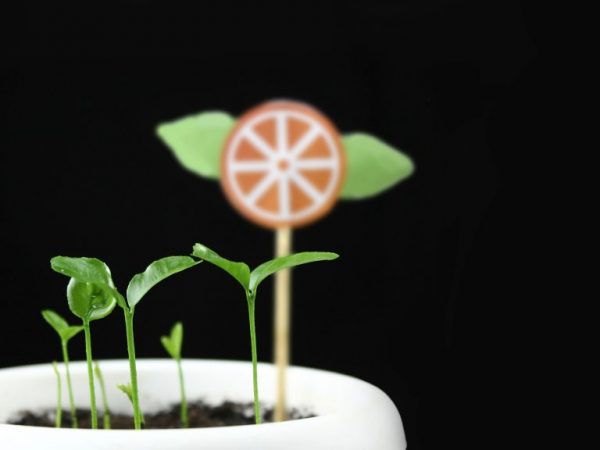 Lumalagong isang tangerine mula sa isang buto sa bahay