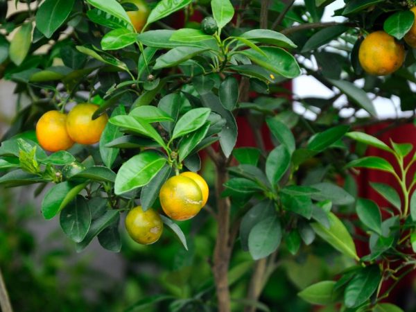 Pag-aalaga ng calamondin sa bahay