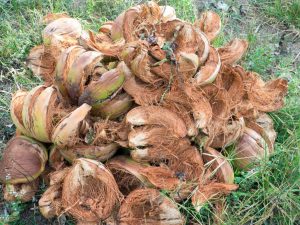 Paano gumamit ng coconut chips para sa mga orchid