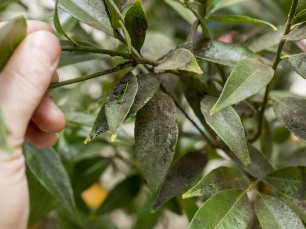 Sinira ng Aphids ang mga tuktok ng mga shoots