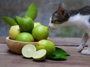 Parfum d'agrumes pour chats