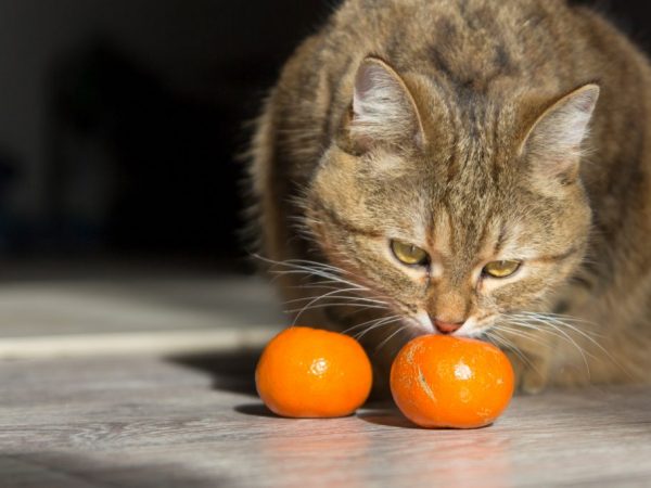 Ang mga prutas ng sitrus ay maaaring maging sanhi ng mga alerdyi sa mga pusa