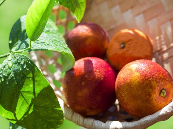 Imposibleng lumaki ang isang pulang tangerine sa bahay