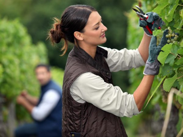 Pinapaganda ng pruning ang pag-access ng ilaw sa mga berry