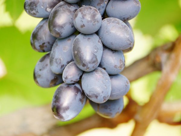 Paglalarawan ng Lorano grapes