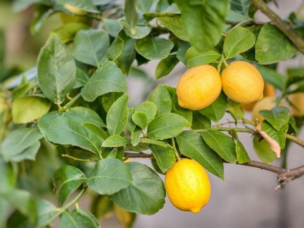 Paglalarawan ng Meyer lemon