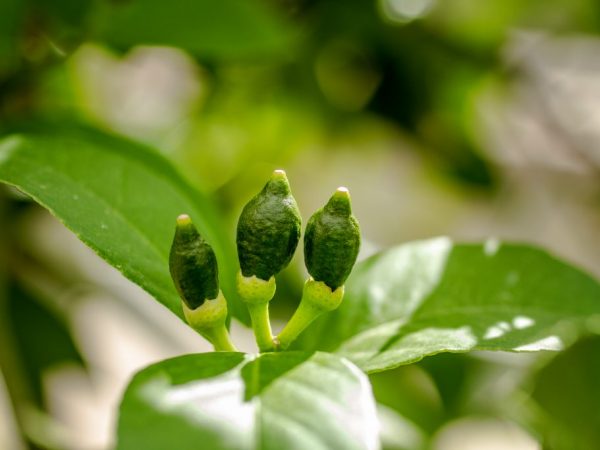 Bumili ng grafted seedling para sa lumalaking