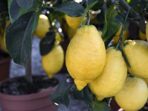 Lumalagong New Zealand Lemon