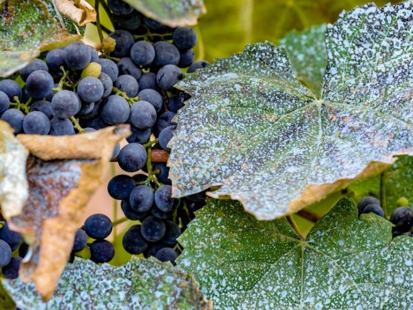 Ang likidong Bordeaux ay mapoprotektahan laban sa mga sakit na fungal