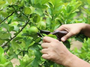 Tama ang pruning lemon sa bahay