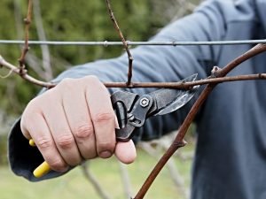 Mga tampok ng pruning ubas