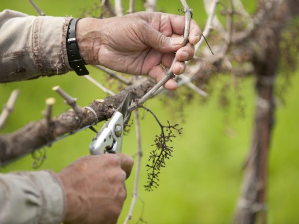 Mahalaga ang tamang pag-pruning