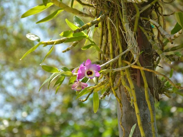 Mga panuntunan para sa lumalagong mga orchid mula sa Asya