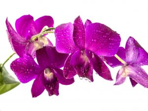 Mga panuntunan para sa lumalaking mga Dendrobium orchid