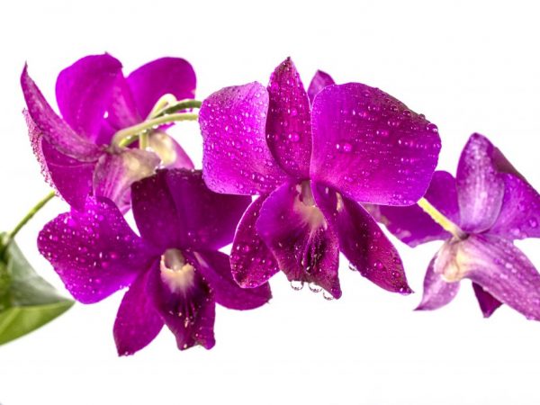 قواعد زراعة بساتين الفاكهة Dendrobium