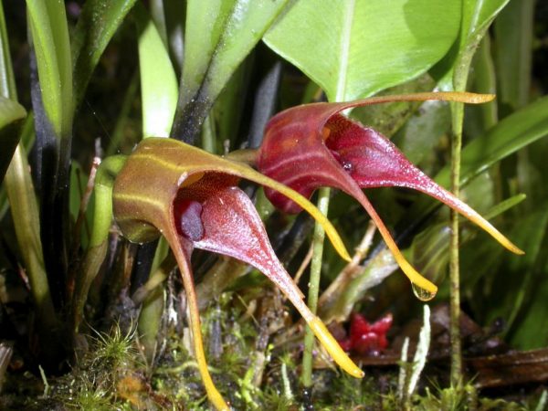 Orchidée Masdevallia