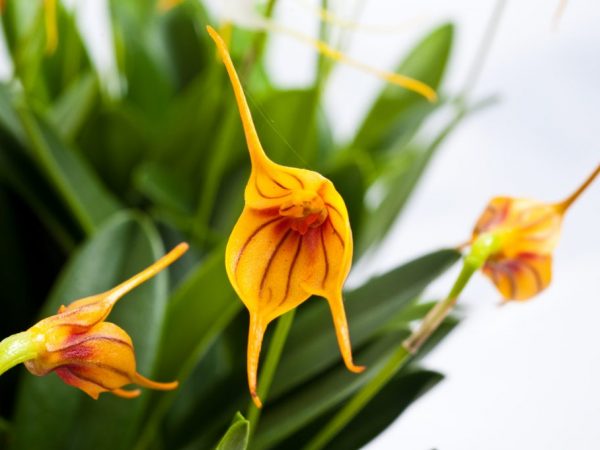 L'humidité de l'air est importante pour une plante