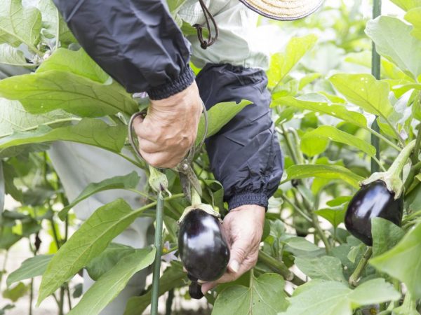 Paano sumisid ng mga eggplants alinsunod sa lunar calendar