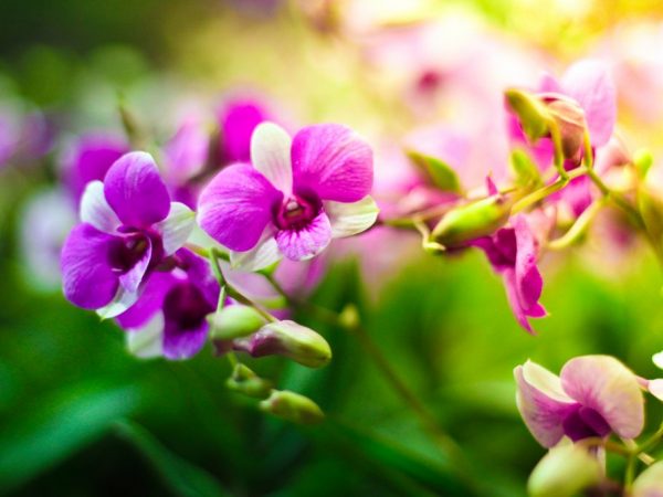 How to stimulate flowering in orchids