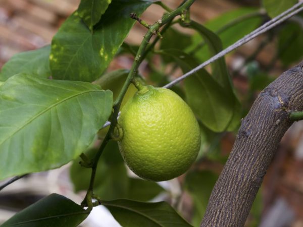 Nangungunang dressing lemon sa bahay