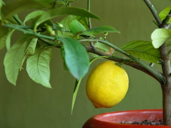 Mga panuntunan sa pagtutubig ng lemon sa bahay