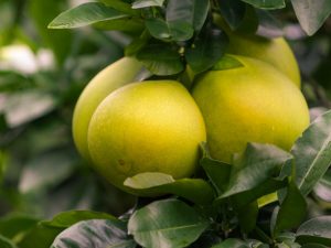 Pomelo para sa diabetes