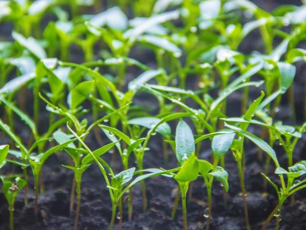 Mga tampok ng paghahasik ng mga punla ng mga eggplants at peppers