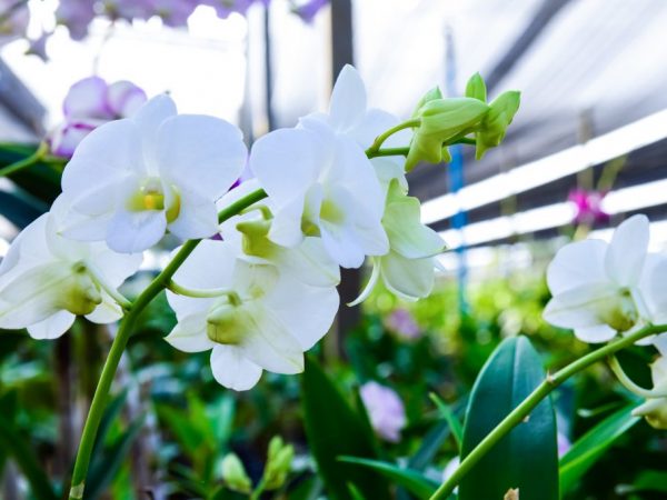 Les orchidées poussent partout dans le monde