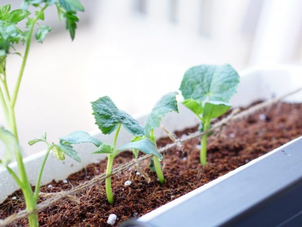 Ang mga eggplants ay hindi nakikisama sa lahat ng mga kultura.