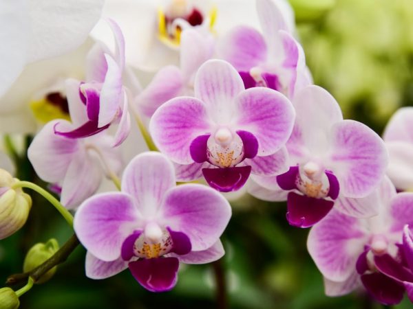 What are the most beautiful orchids in the world