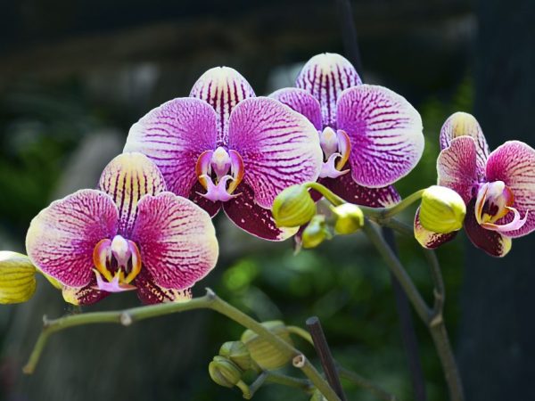 Some orchids are very expensive