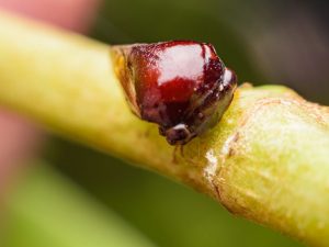 Labanan ang sukat ng mga insekto sa lemon