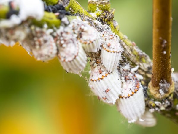 Makakatulong ang mga insecticide na mapupuksa ang mga peste