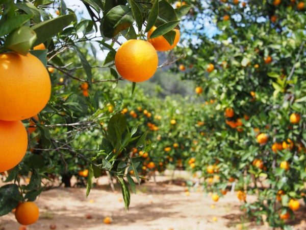 Maayos ang katawan ng orange na puno