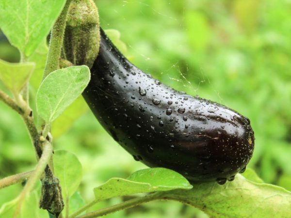 Ang pagkakaiba-iba ay nakikilala sa pamamagitan ng pangmatagalang fruiting.