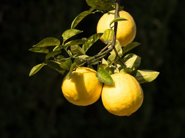 Sladké ovocie Panderoza