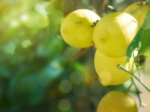 Paglalarawan ng mga pagkakaiba-iba ng mga limon