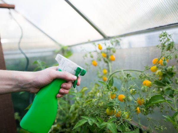 Propriétés du stimulant de la formation des fruits de la tomate