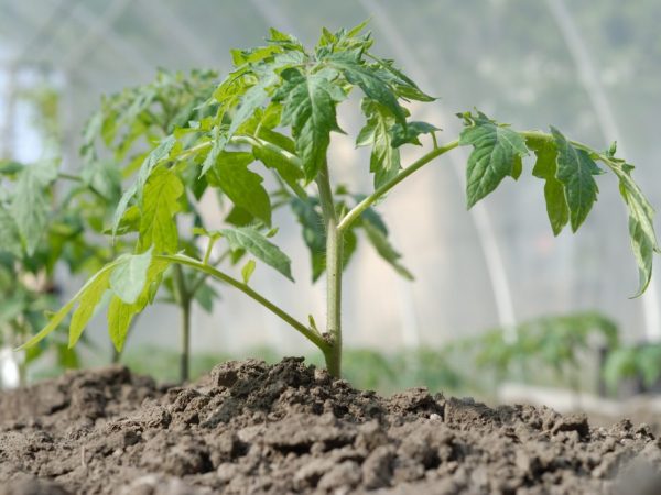 Temperature for tomatoes in the greenhouse