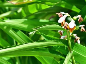 Bakit ang isang orchid ay may malambot at mabulas na dahon