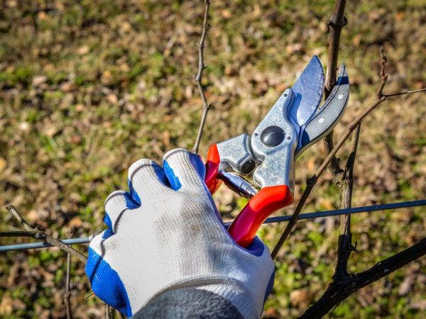 Pruning ang puno ng ubas para sa isang mas mahusay na ani