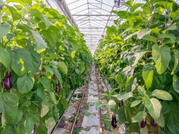 Mga panuntunan para sa pag-aalaga ng mga eggplants sa greenhouse