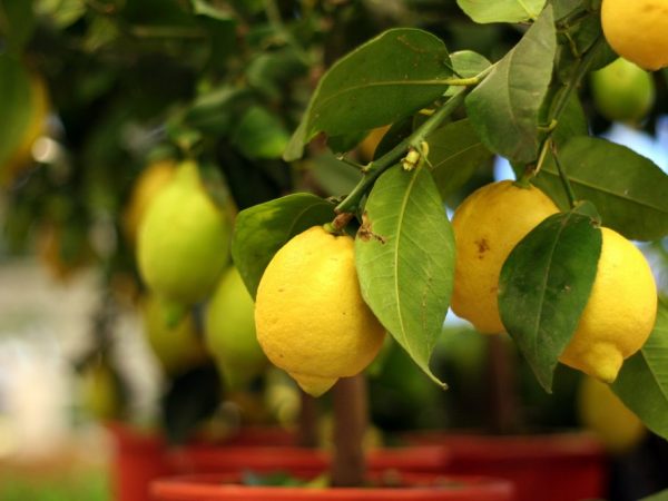 Lumalagong lemon volcano