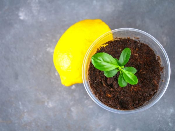 Mga panuntunan para sa pagtatanim at pagtatanim ng isang puno ng lemon sa bahay