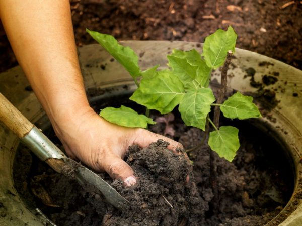 Mga tampok ng pagtatanim ng mga eggplants sa bukas na lupa