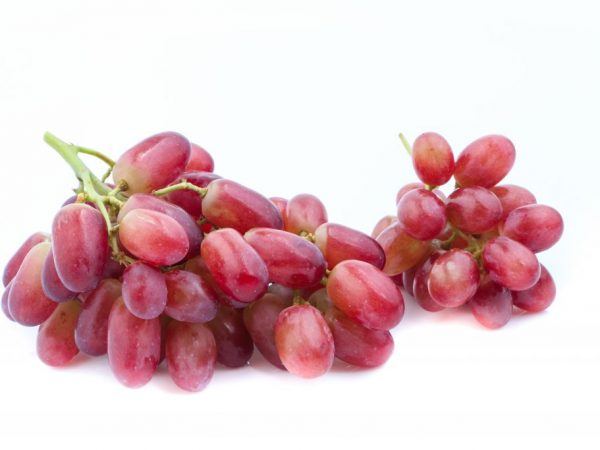 Paglalarawan ng Jaguar grapes